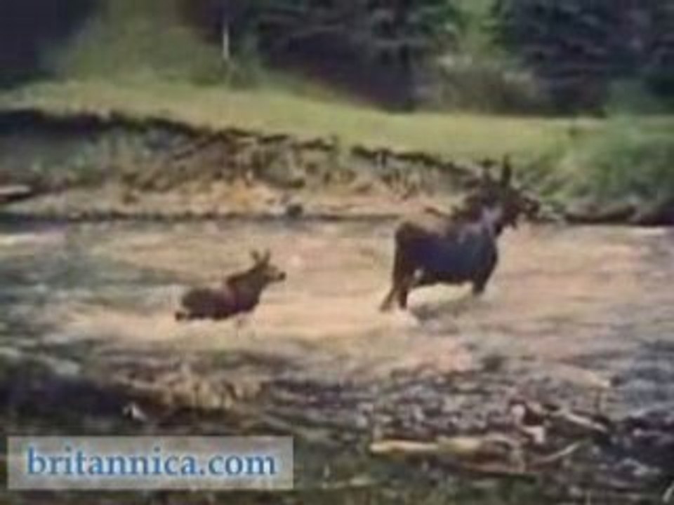 Wildlife and Geysers of Yellowstone