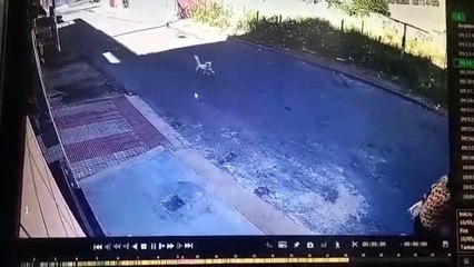 Aposentada é atacada por cachorros em Cariacica