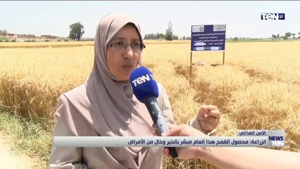 الزراعة: محصول القمح هذا العام مبشر بالخير وخال من الأمراض