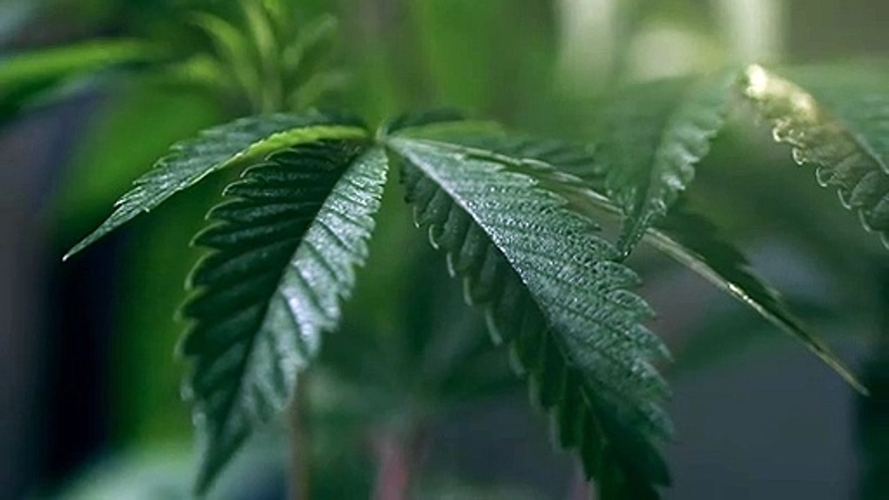 CANNABIS