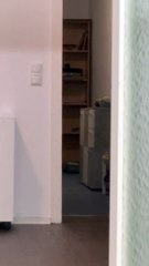 Nothing is Cuter Than my Cat Walking at me