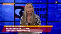 Plantas medicinales para afecciones respiratorias