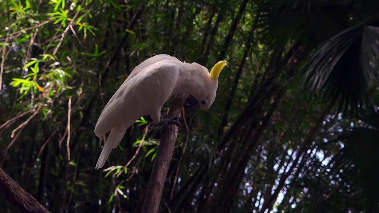 Beautiful white parrot