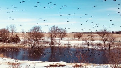 Herds of wild geese Birds paradise Birds of prey