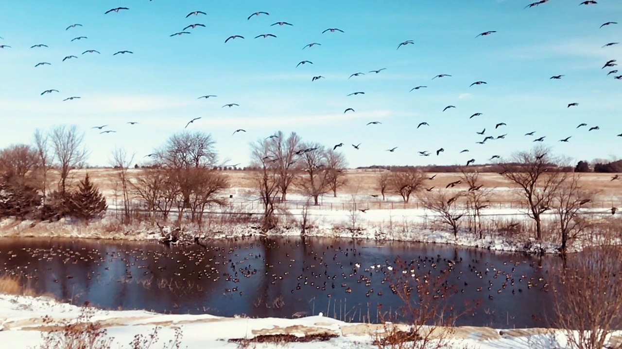 Herds of wild geese Birds paradise Birds of prey