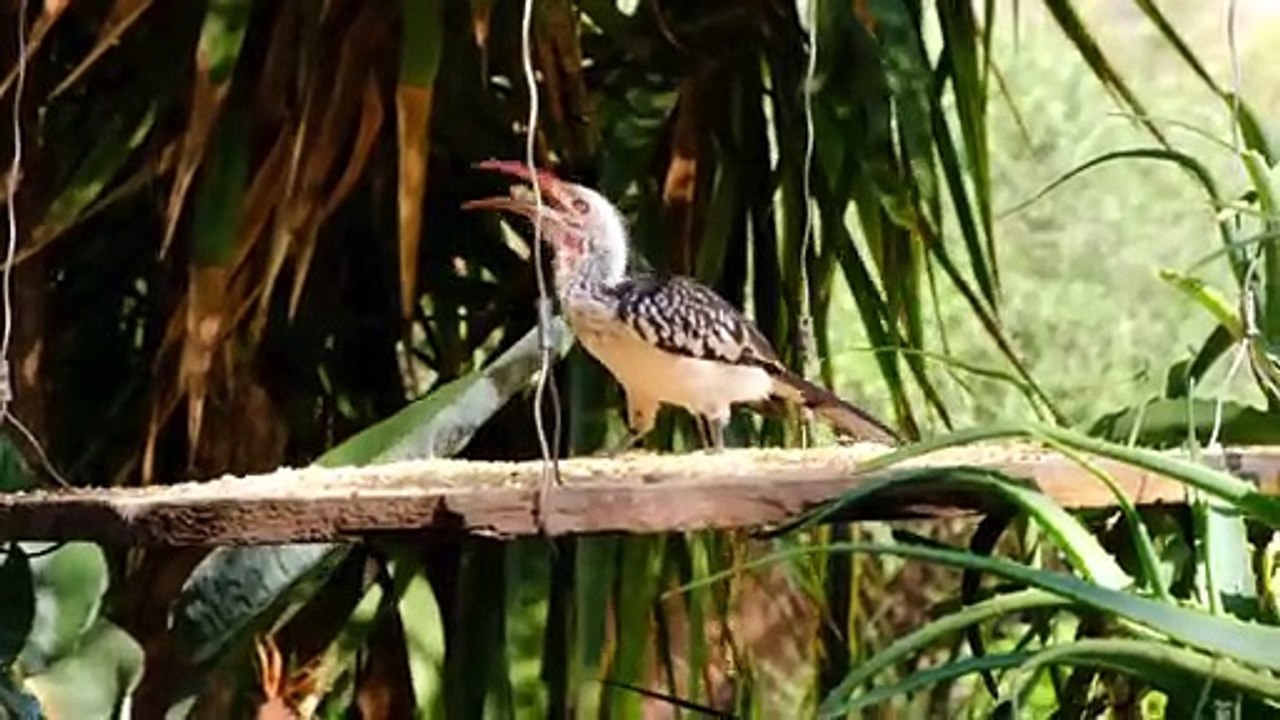 Incredibly beautiful birdmp4
