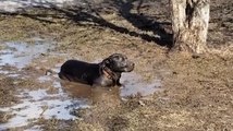 Owner Finds Dog Playing Happily in Mud
