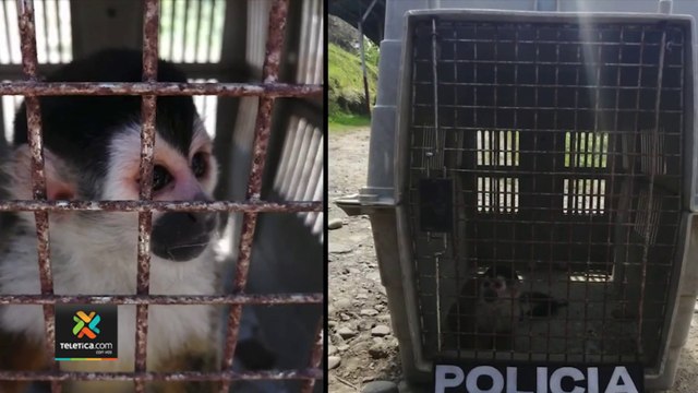 tn7-OIJ-decomisó-14-aves-y-un-mono-titi-que-estaban-en-cautiverio-120522