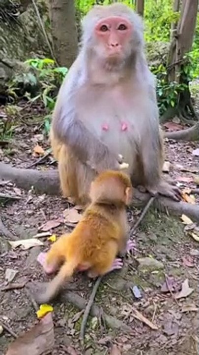 Baby monkey cute animals #52