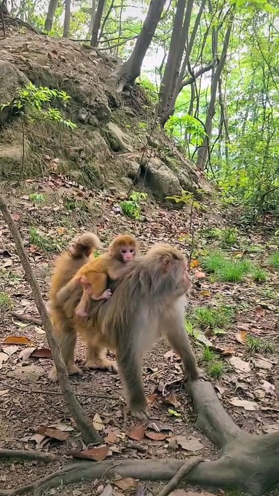 Baby monkey cute animals #53