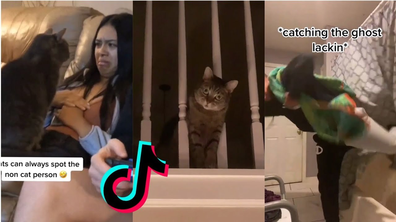 Funny TikToks that make my day better