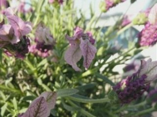 002-foecy le 24 fevrier 08