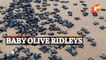 WATCH | Baby Olive Ridleys Make Run For Sea After Emerging From Eggs