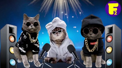 Cat singing rock music back in black from ACDC