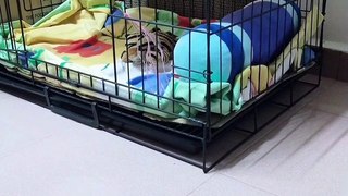 cat doesn't want to enter the cage