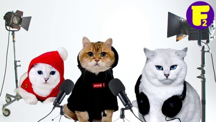 cat singing rock music still of the night from white snike