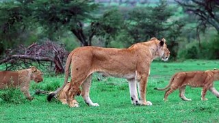 Lioness Walking With Cubs