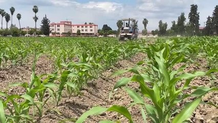 Doğu Akdeniz Tarımsal Araştırma Enstitüsü yaklaşık 100 yıldır tarımın hizmetinde