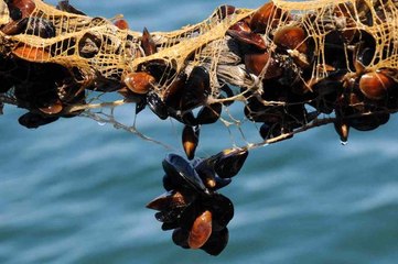 Yalova'daki midye çiftliklerinde hedef yıllık 200 milyon TL gelir