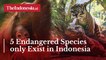 5 Endangered Species only Exist in Indonesia