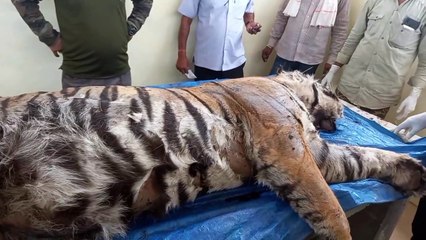 जामोदा के नाले में मिला बाघिन टी-61 का शव
