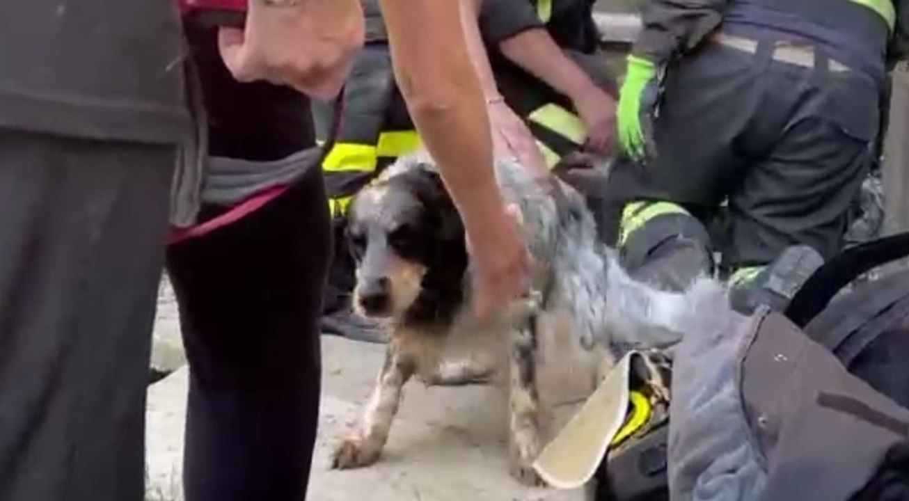 Genova - Cane bloccato in un cunicolo: salvato dai Vigili del Fuoco (13.05.22)