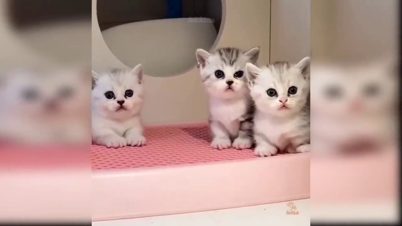 Baby Cats - Cute and Funny Cat Videos Compilation   Aww Animals