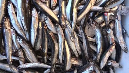 Kıyı balıkçılarına Mayıs ayında hamsi sürprizi