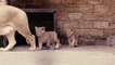 Naissance de deux lionceaux à Pairi Daiza
