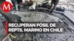 Científicos chilenos recuperan intacto fósil de reptil marino