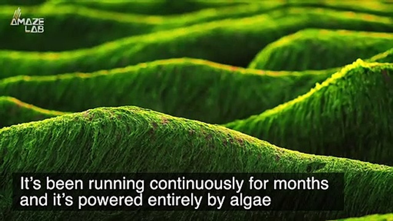 This ‘Green’ Computer is Powered Entirely by Algae