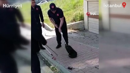 Arnavutköy'de sokak ortasına görülen yılan korku dolu anlar yaşattı