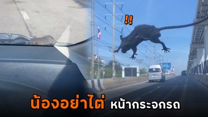 ขนลุก ! ขับรถอยู่ดี ๆ เจอหนูวิ่งไต่กระจกรถ ทำเอากรี๊ดลั่นรถ ตะโกนบอกน้องอย่าไต่