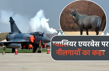 ग्वालियर एयरबेस पर नीलगायों का कहर