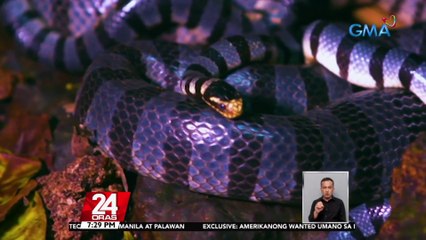 #KuyaKimAnoNa?: Karamihan sa mga ahas ay kayang lumangoy; kayang lumangoy ng 16KM per hour ang mga anaconda | 24 Oras