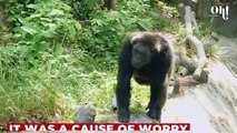 This giant gorilla started acting weird suddenly, here’s the reason why