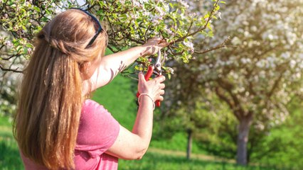 Comment devenir arboriculteur ?
