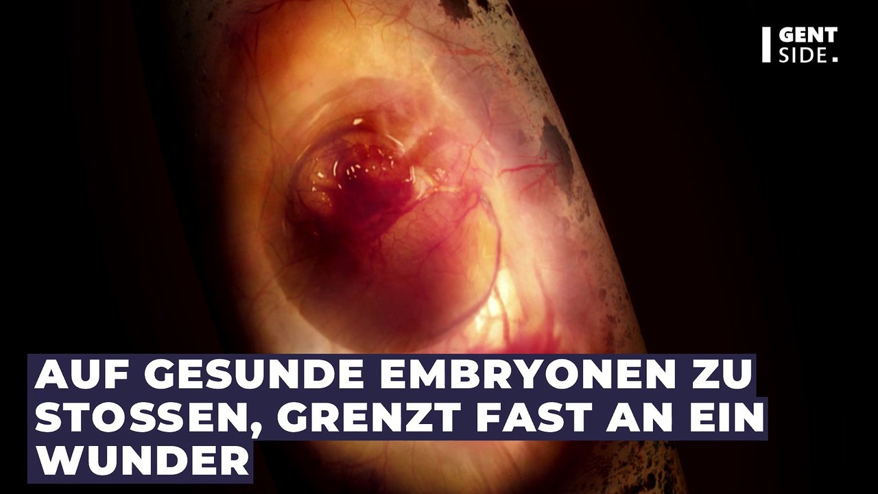 Dinosaurier: 66 Millionen Jahre alter Embryo von Forschenden in sehr gutem Zustand gefunden