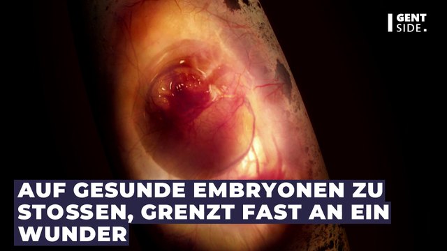 Dinosaurier: 66 Millionen Jahre alter Embryo von Forschenden in sehr gutem Zustand gefunden