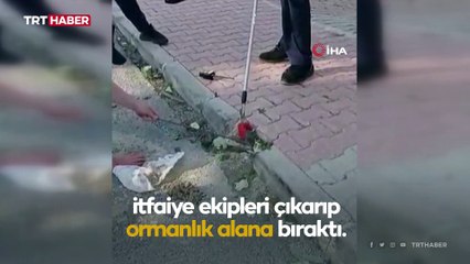 Sokaktaki yılan korku dolu anlar yaşattı