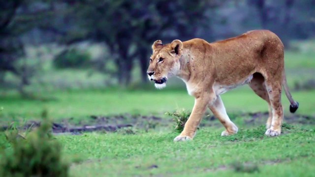 Panning shot of lioness prowling 02