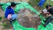 Rarely-seen giant freshwater stingray rescued in Mekong River