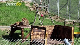 Lion Is Rescued After Being Caged for the Amusement of Restaurant-Goers