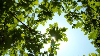 Sunlight Through Oak Tree Leaves