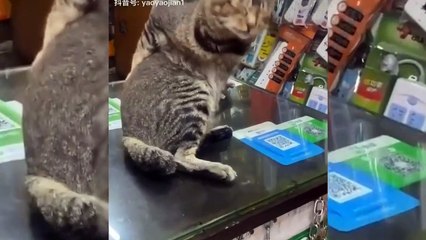 funny cats  don't try not to laughter  - Funny cats video