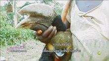 สารคดี สุดขอบฟ้า กอริลล่าป่าคองโก