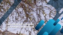 Tres años solicitando la poda de árboles en Col. Loma Bonita | CPS Noticias Puerto Vallarta