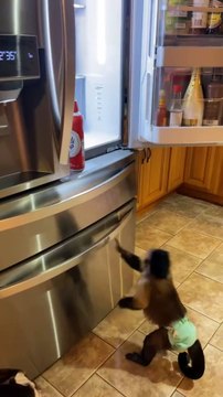 Gaitlyn Rae Chaos Just some Monkey shenanigan oh the joys!!!