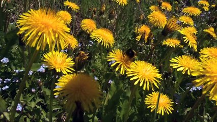 Déclin des abeilles  l'importance du mois de mai sans tondeuse