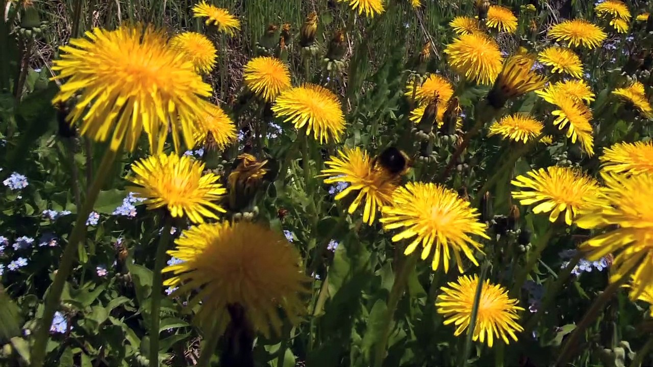 Déclin des abeilles  l'importance du mois de mai sans tondeuse